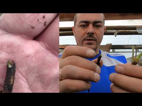 Видео: Виноград, картофель, печки, экспериментальная клубника на сорняке Победитель конкурса!