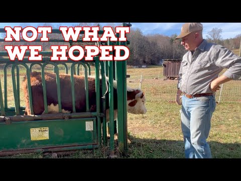 Видео: Мы думали, что наше стадо растёт… ПОТОМ приехал ветеринар
