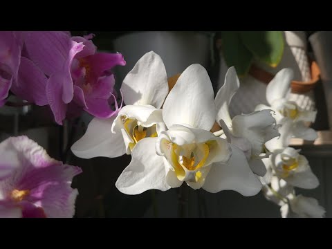 Видео: "Ласковый" август☀️. Цветение орхидей.