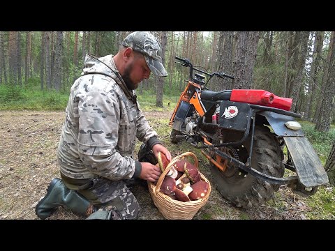 Видео: ОСТОРОЖНО БОРОВИКИ! ЗАЕХАЛ В ЛЕС И ОФИГЕЛ, СОБРАЛ КОРЗИНУ ЗА ЧАС \ КРУПНЫЕ БЕЛЫЕ ГРИБЫ 2024 !