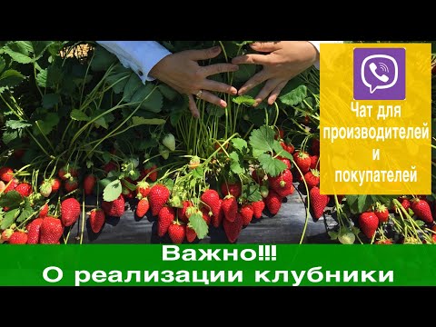 Видео: Как зарабатывать на клубнике и что для этого надо.+ Наш Viber чат - виртуальный рынок .