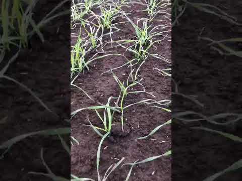 Видео: Озимая пшеница. РО. Зимовниковский район. 