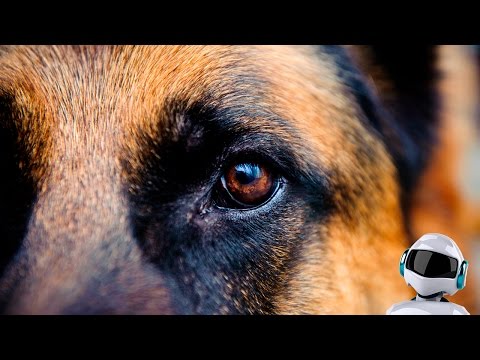 Видео: 10 САМЫХ УМНЫХ СОБАК В МИРЕ