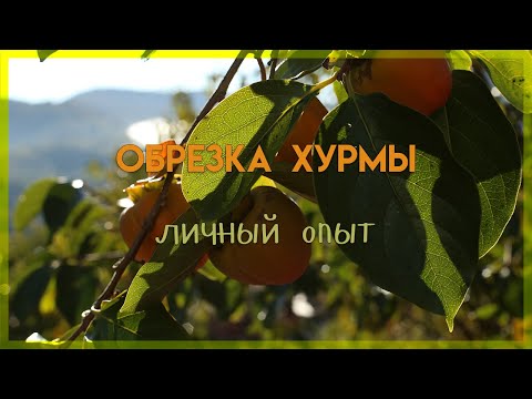 Видео: Обрезка хурмы, личный опыт