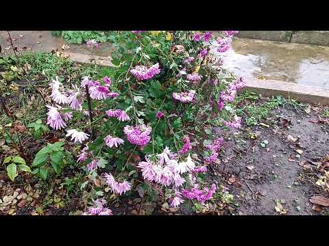 Видео: Блукаю по дощу.