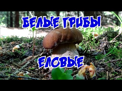 Видео: Белые грибы еловые. 2020.
