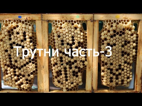 Видео: Выращивание трутней-2