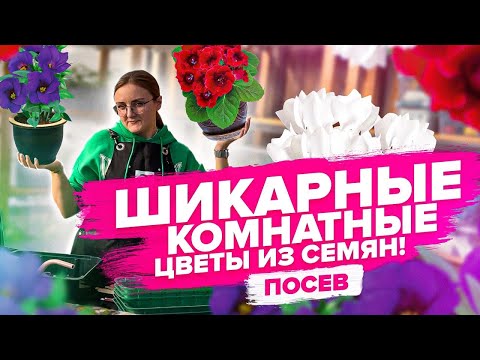 Видео: КОМНАТНЫЕ ЦВЕТЫ ИЗ СЕМЯН - ЛЕГКО! Как правильно пользоваться торфяными таблетками