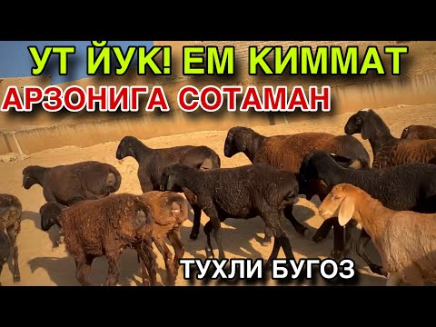 Видео: 50 БОШ ТУХЛИ БУГОЗ КУЙЛАР СОТИЛАДИ! УЛГУРИБ КОЛИНГ! Арзон Нархда! 