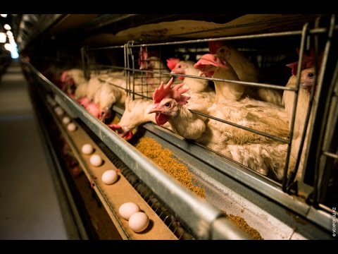 Видео: Бизнес план разведения на 100 кур