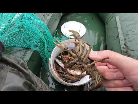 Видео: Ловлю раков в новом сезоне 2023 года