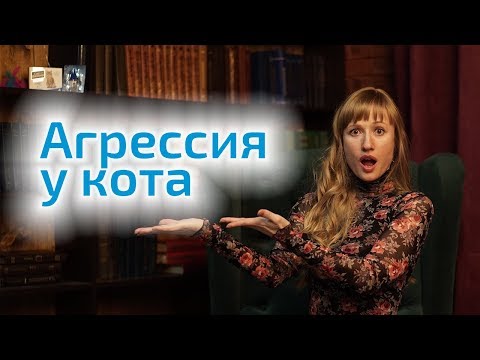 Видео: Агрессия у кота – 3 причины. Что делать, как успокоить кота?