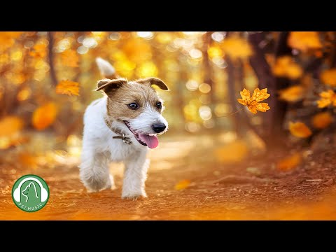 Видео: Расслабляющая музыка для собак - Музыка для снятия стресса, Исцеляющая музыка, Любимая музыка собак.