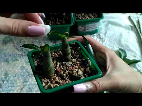 Видео: АДЕНИУМЫ. ОБРЕЗКА сеянцев #адениум