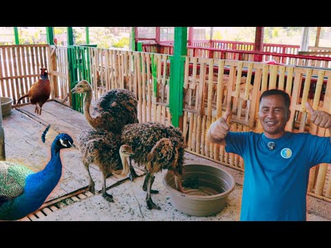 Видео: Я так долго ждал этого дня… Мои новые экзотические птицы уже здесь! 🐦💚