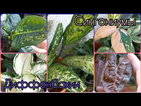 Видео: НОВИЧОК😍Диффенбахии🌱Сингониумы🌸Пересадка🌱Грунт🌸Размножение🌱Ред Спот Триколор🌸Арон Браун🌱Брокант