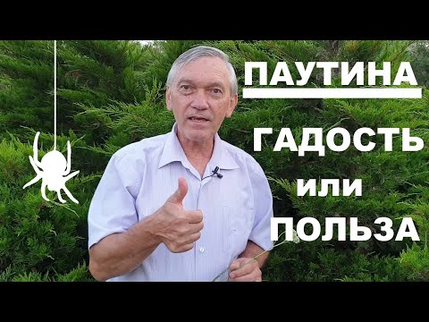 Видео: ПАУТИНА - ГАДОСТЬ ИЛИ ПОЛЬЗА?