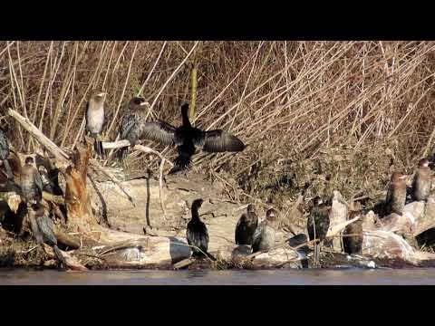 Видео: Видео урок "Птиците на Пловдив"