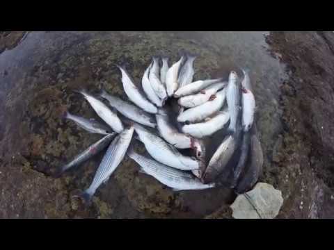 Видео: Кызыл Озен.  30.09.2018г. Подводная охота. Каспийское море Актау.