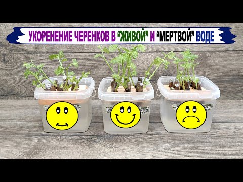 Видео: 🍇 Укоренение ЧЕРЕНКОВ винограда в "ЖИВОЙ" и "МЕРТВОЙ" воде.  А Вы тоже пьете ЭТУ воду?
