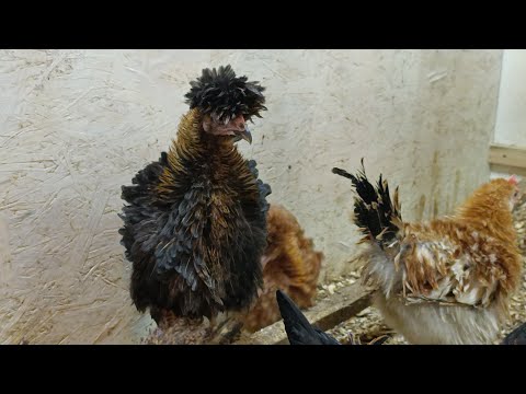 Видео: Жалеть никого не буду .🤨I won't feel sorry for anyone.🤨