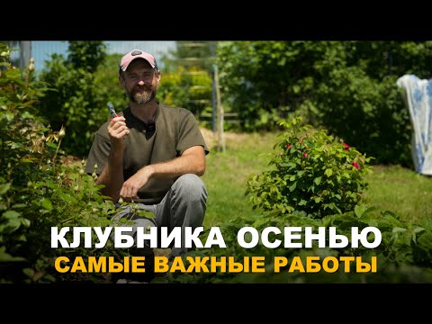 Видео: КАК ПОДГОТОВИТЬ КЛУБНИКУ К ЗИМЕ И НЕ НАВРЕДИТЬ ЕЙ. Важные осенние работы с клубникой.