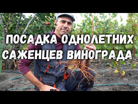 Видео: Посадка однолетних саженцев винограда с открытой корневой системой.