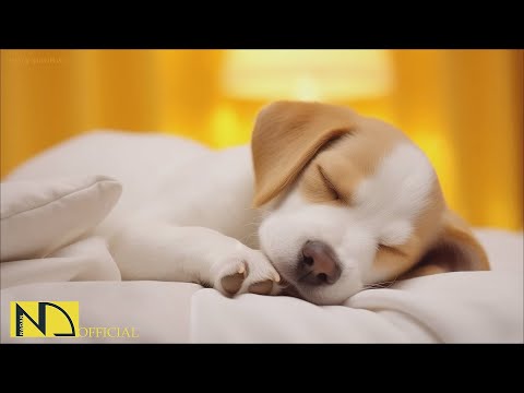 Видео: 20 часов любимой музыки собак🐶💖Музыка для сна собак 🐶🎵 Музыка для снятия беспокойства при разлуке🎵