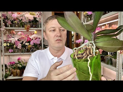 Видео: корни орхидей КОРИЧНЕВЕЮТ и в ТРУХУ почему и что делать и опасно ли для орхидей