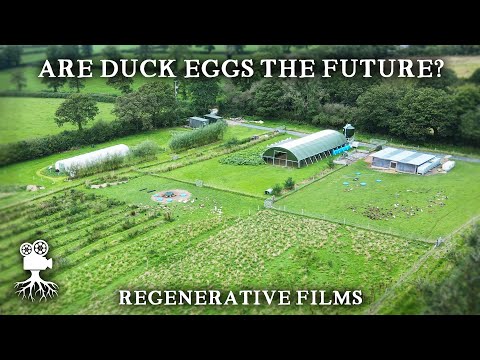 Видео: Регенеративная ферма: утки и черника | Parc Carreg Duck Eggs, Уэльс