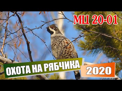 Видео: Охота на рябчика.  МЦ 20-01.  Открытие осенней охоты 2020. Собираю грибы.