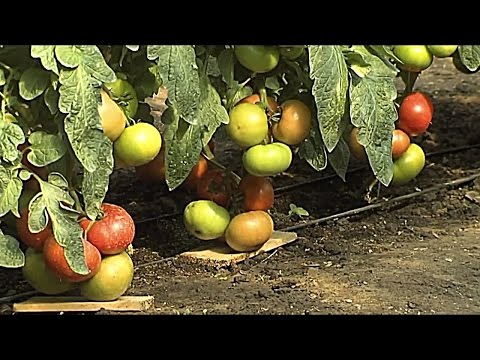 Видео: Средняя Ахтуба.  документальная кинозарисовка о районе.