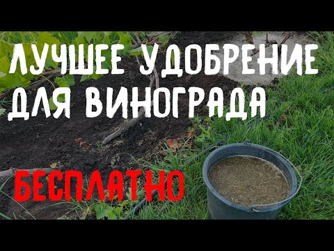 Видео: Лучшее удобрение для винограда!