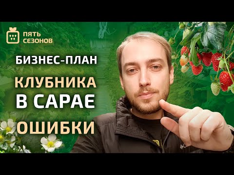 Видео: Бизнес-план по выращиванию клубники в сарае: что я сделал не так? // розыгрыш