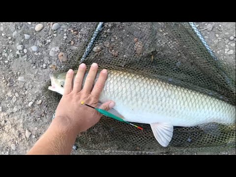 Видео: Рыбалка (КМВ) Суворовская - Первая бригада и Лесные озёра. Две рыбалки в один день 😏