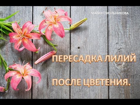 Видео: Пересадка лилий после цветения.