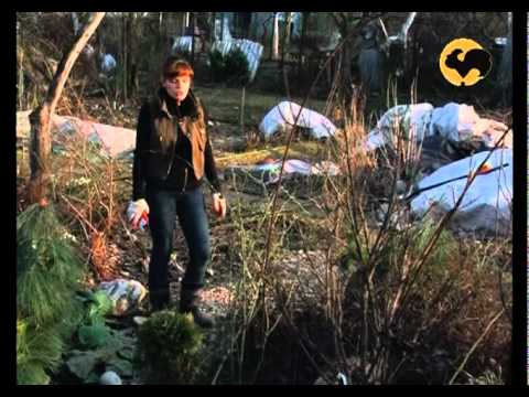 Видео: Розы в Саду. серия 2. Обрезка