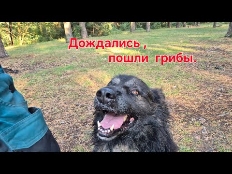 Видео: СБОР И ПРИГОТОВЛЕНИЕ ЛИСИЧЕК .