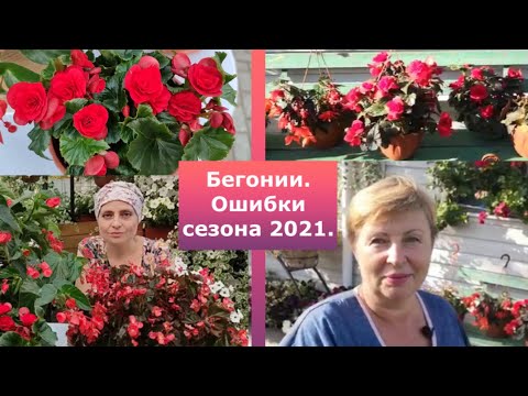 Видео: Бегония 2021 года, разбираем ошибки со Светланой Лодисад