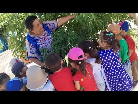 Видео: Құлыншак бөбекжай бақшасы Қарлығаш ортаңғы тобы Жазғы сауықтыру іс-шарасы Тақырыбы Жас із кесушілер
