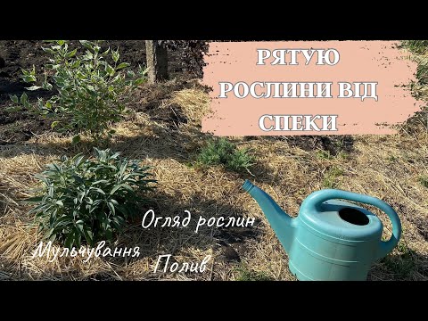 Видео: Рятую рослини від спеки , знову 30+😔