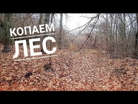 Видео: Копаем лес. Поиск с x-terra 705 #7