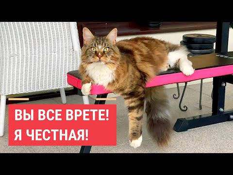Видео: Кошка Анфиса: краденное вкуснее!
