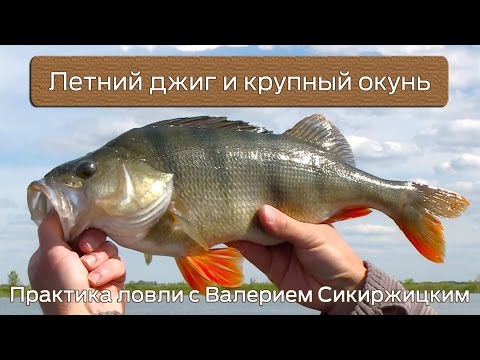 Видео: Летний джиг и крупный окунь : Практика ловли с Валерием Сикиржицким