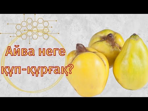 Видео: АЙВА ЖЕМІСІ НЕГЕ ҚҰП-ҚҰРҒАҚ?