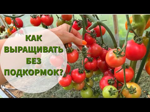 Видео: "Сколько вынес с урожаем, столько и верни". Почему это правило не всегда работает?