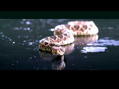 Видео: Драко и Гермиона "Искуситель внутри" (The Devil Within)