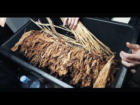 Видео: Махорка султан албанский 🇦🇱 процесс обработки, дегустация.