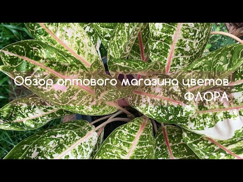 Видео: Обзор оптового магазина с комнатными растениями и цветами.