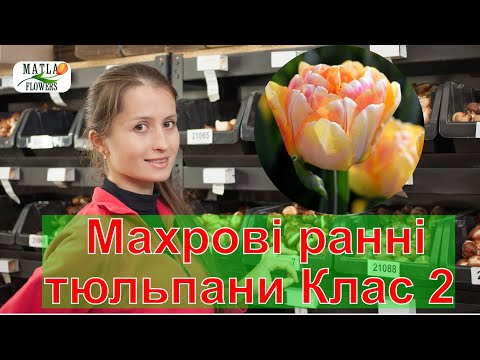 Видео: Махрові ранні тюльпани Клас 2